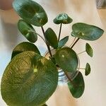 Pilea peperomioides Лист