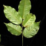 Paramachaerium ormosioides Leaf