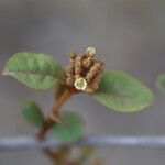 Psorospermum febrifugum Blüte