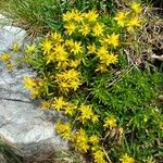 Saxifraga aizoidesBlüte