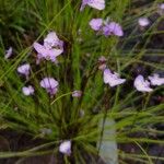 Utricularia uniflora Hábito