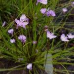 Utricularia uniflora