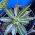 Agave lophantha Листок