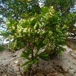 Jacquinia armillaris 整株植物