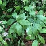 Ruscus hypoglossum ᱥᱟᱠᱟᱢ