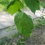 Tilia platyphyllos Feuille