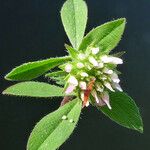 Trifolium squamosum Blomst
