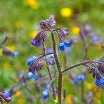 Anchusa italica Blüte