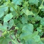 Malva nicaeensis Fruit