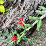 Cylindropuntia leptocaulis Folha