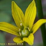 Gagea spathacea Flower