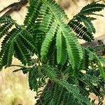 Vachellia etbaica Folha