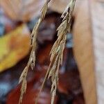 Festuca altissima Fruit