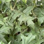 Echinops bannaticus Leaf