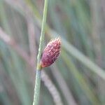 Lepironia articulata Flor