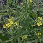 Erysimum repandum 整株植物