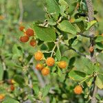 Cordia sinensis Leaf