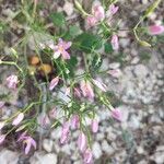 Centaurium quadrifolium Fleur