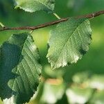 Ulmus minor Frunză