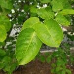 Amelanchier canadensis Leaf