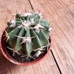 Echinocactus texensis 葉