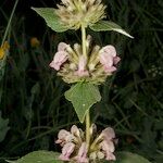 Phlomis samia Natur