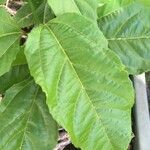 Passiflora edulisList