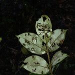 Swartzia guianensis 葉