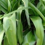 Crinum latifolium Feuille