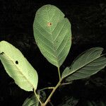 Sloanea eichleri Leaf