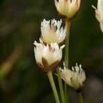 Juncus triglumis 花