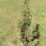 Juniperus drupacea অভ্যাস