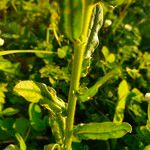 Echium plantagineum Blatt