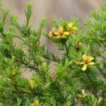 Hypericum fasciculatum ശീലം