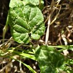 Pentarrhinum insipidum Blatt