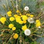 Taraxacum dissectumFloare