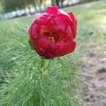 Paeonia tenuifolia Цвят