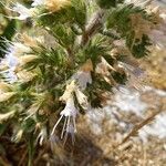 Echium italicum Floare