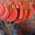 Erythrina crista-galli Žiedas