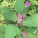 Chenopodium giganteum Blatt