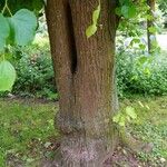 Tilia × euchlora Bark