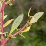 Oxybasis glauca পাতা