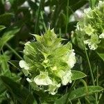 Sideritis hyssopifolia Flower