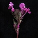 Pedicularis gracilis Yeri