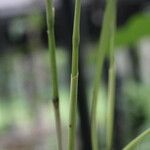 Octomeria grandiflora Rusk
