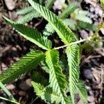 Rubus illecebrosus Leaf