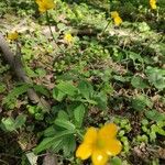 Ranunculus cassubicus عادت داشتن