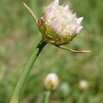 Armeria arenaria Fleur