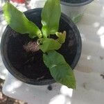 Asplenium scolopendrium Leaf