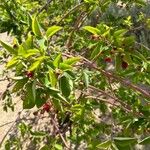 Amelanchier canadensisFulla